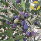 10 PCS Seeds Olive Bonsai Tree Seeds Olea Europaea Bonsai Mini 10 PCS Seeds Olive Bonsai Tree Seeds Olea Europaea Bonsai Mini