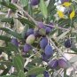 10 PCS Seeds Olive Bonsai Tree Seeds Olea Europaea Bonsai Mini