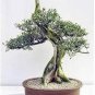 10 PCS Seeds Olive Bonsai Tree Seeds Olea Europaea Bonsai Mini