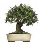 10 PCS Seeds Olive Bonsai Tree Seeds Olea Europaea Bonsai Mini