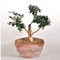 10 PCS Seeds Olive Bonsai Tree Seeds Olea Europaea Bonsai Mini