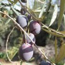 20 PCS Seeds Olive Seeds Olea Europaea Mini Tree Plant 20 PCS Seeds Olive Seeds Olea Europaea Mini Tree Plant