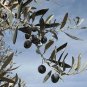 20 PCS Seeds Olive Seeds Olea Europaea Mini Tree Plant