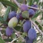 20 PCS Seeds Olive Seeds Olea Europaea Mini Tree Plant