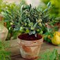 20 PCS Seeds Olive Seeds Olea Europaea Mini Tree Plant