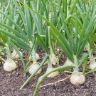 2000 PCS Seeds Onion Large White Vegetable 2000 PCS Seeds Onion Large White Vegetable