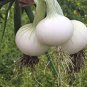 2000 PCS Seeds Onion Large White Vegetable