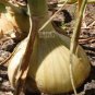 2000 PCS Seeds Onion Large White Vegetable