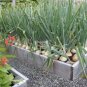 2000 PCS Seeds Onion Large White Vegetable