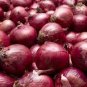 1000 PCS Seeds Onion Red Burgundy Organic Vegetable