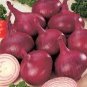 1000 PCS Seeds Onion Red Burgundy Organic Vegetable