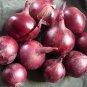 1000 PCS Seeds Onion Red Burgundy Organic Vegetable
