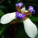 500 PCS Seeds onsai Iris Flower Perennial