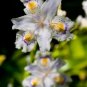 500 PCS Seeds onsai Iris Flower Perennial