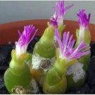 15 PCS Seeds OOPHYTUM Nanum 15 PCS Seeds OOPHYTUM Nanum