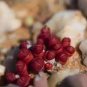 15 PCS Seeds OOPHYTUM Nanum