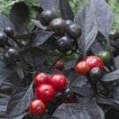 30 PCS Seeds Onyx Red Ornamental Pepper Bonsai