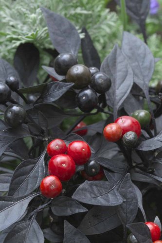 30 PCS Seeds Onyx Red Ornamental Pepper Bonsai