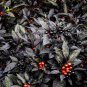 30 PCS Seeds Onyx Red Ornamental Pepper Bonsai