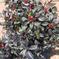 30 PCS Seeds Onyx Red Ornamental Pepper Bonsai
