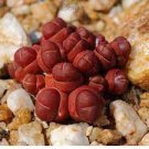 15 PCS Seeds OOPHYTUM Nanum 15 PCS Seeds OOPHYTUM Nanum