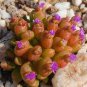 15 PCS Seeds OOPHYTUM Nanum