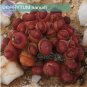 15 PCS Seeds OOPHYTUM Nanum