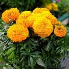 40 PCS Seeds Orange African Marigold French Marigold Herbs Tagetes Erecta Flower 40 PCS Seeds Orange African Marigold French Marigold Herbs Tagetes Erecta Flower
