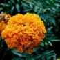 40 PCS Seeds Orange African Marigold French Marigold Herbs Tagetes Erecta Flower