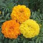 40 PCS Seeds Orange African Marigold French Marigold Herbs Tagetes Erecta Flower
