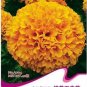 40 PCS Seeds Orange African Marigold French Marigold Herbs Tagetes Erecta Flower