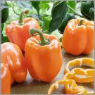 25 PCS Seeds Orange Bell Pepper Organic