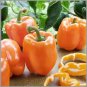 25 PCS Seeds Orange Bell Pepper Organic