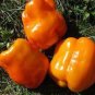 25 PCS Seeds Orange Bell Pepper Organic