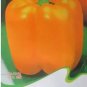 25 PCS Seeds Orange Bell Pepper Organic