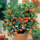 20 PCS Seeds Orange Bonsai Potted Fruit Tree