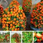 20 PCS Seeds Orange Bonsai Potted Fruit Tree