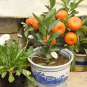 20 PCS Seeds Orange Bonsai Potted Fruit Tree
