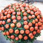 20 PCS Seeds Orange Bonsai Potted Fruit Tree