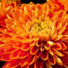 50 PCS Seeds Orange Chrysanthemum Flower 50 PCS Seeds Orange Chrysanthemum Flower
