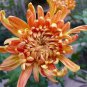 50 PCS Seeds Orange Chrysanthemum Flower