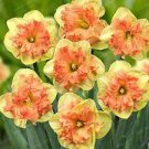 100 PCS Seeds Orange Daffodil Seeds Garden Narcissus Flower