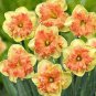 100 PCS Seeds Orange Daffodil Seeds Garden Narcissus Flower