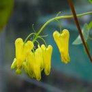100 PCS Seeds Orange Dicentra spectabilis