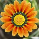 20 PCS Seeds Orange Gazania Flower 20 PCS Seeds Orange Gazania Flower