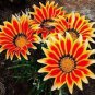 20 PCS Seeds Orange Gazania Flower