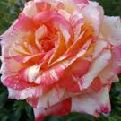 400 PCS Seeds ORANGE INTUITION ROSE 400 PCS Seeds ORANGE INTUITION ROSE