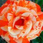400 PCS Seeds ORANGE INTUITION ROSE