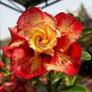 2 PCS Seeds Orange Light Rose Pink Adenium Desert Rose Flower