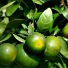 20 PCS Seeds Orange Mandarin Citrus Fruit 20 PCS Seeds Orange Mandarin Citrus Fruit